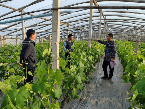 徐晓斌：帮助农户实现产业振兴的提质增效