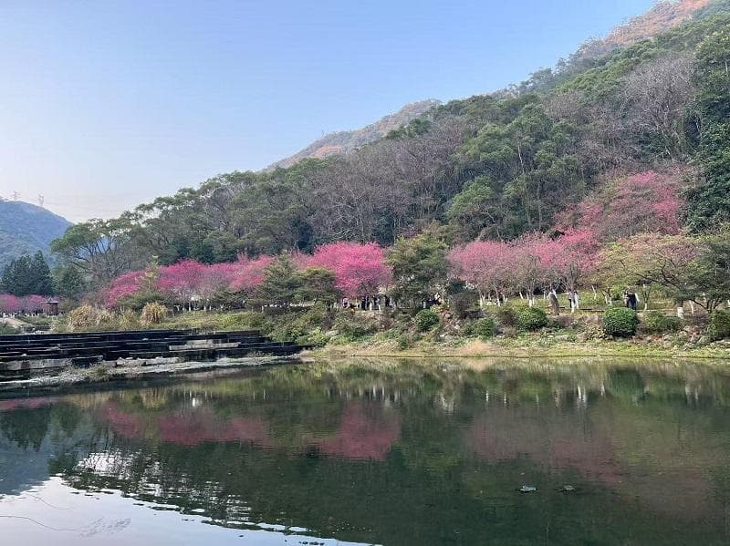 福州森林公园樱花盛放 市民春日踏青赏景