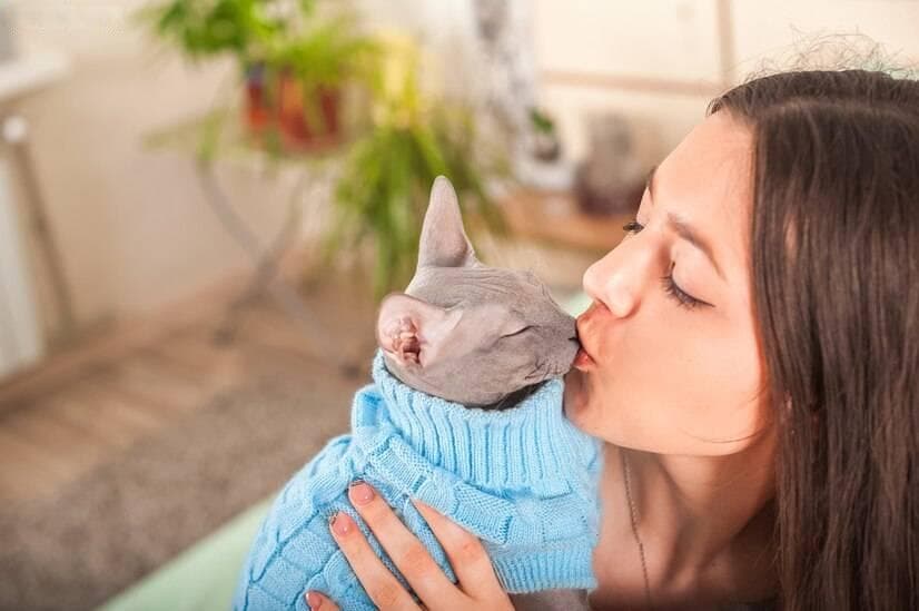 猫咪半夜惨叫？解密背后的5大原因，主人必知！