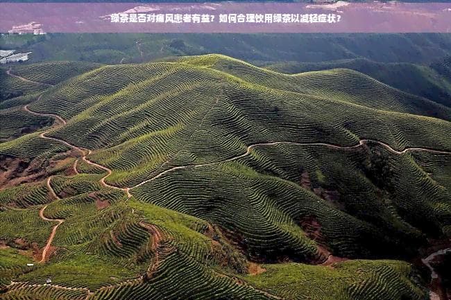 绿茶是否对痛风患者有益？如何合理饮用绿茶以减轻症状？