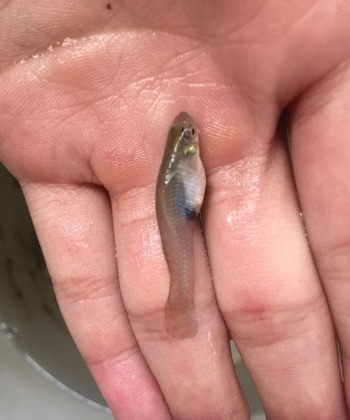 梦见小鱼小虾什么预兆