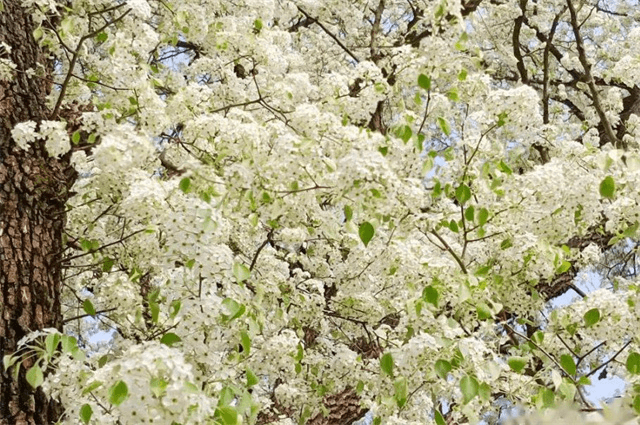 清明节气梨花六首：梨花风起正清明，暖风迟日醉梨花