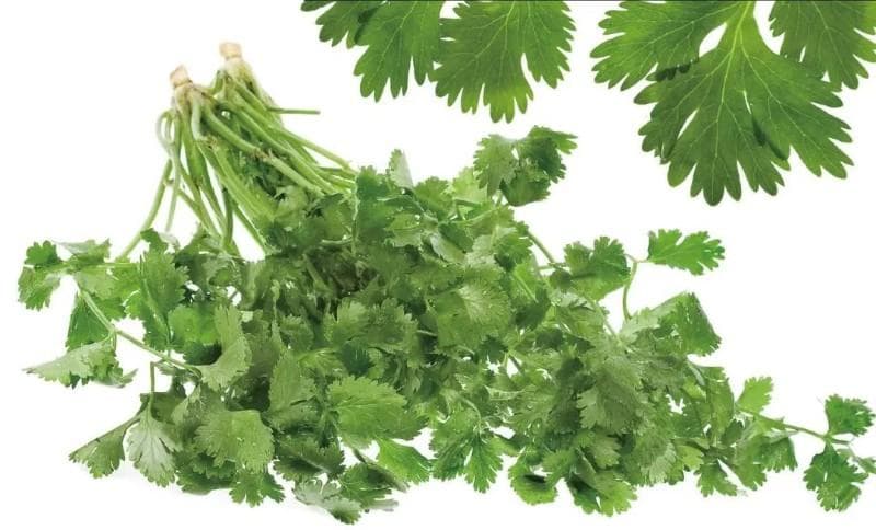 芫荽全解析：形态、功效与12个经典药方