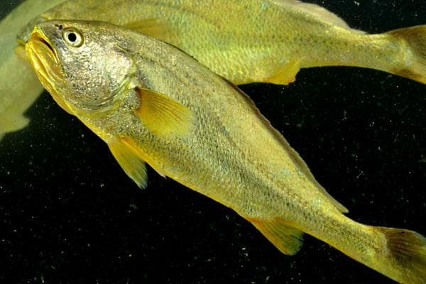 黄花鱼：从生物学特征到经济价值的全面解析