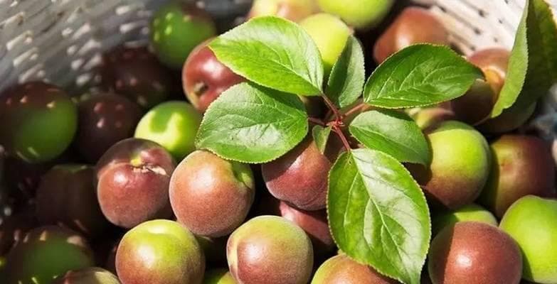 青梅采摘时间和收获季节的全面指南
