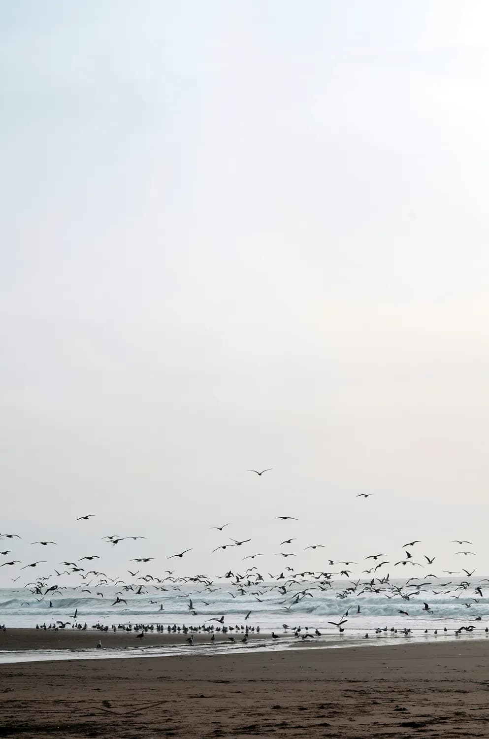 鄱阳湖冬季观鸟游，你准备好了吗？