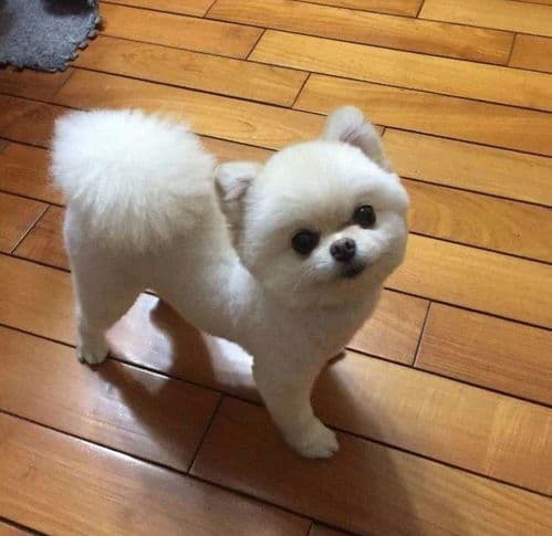 博美幼犬剪毛需谨慎，注意安全与舒适。