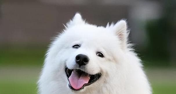 最适合独居者养的狗（选择一只适合自己的宠物伴侣）