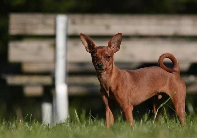 小鹿犬饲养全攻略，让你成为最懂它的铲屎官！