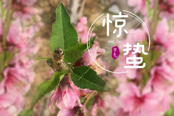 惊蛰节气的物候特征