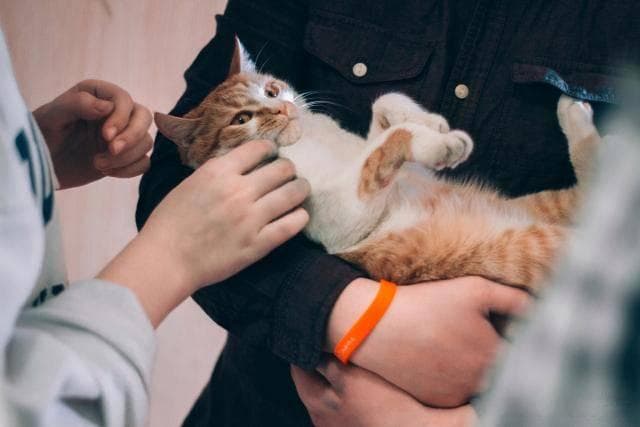 公猫不出门可以不做绝育吗？宅家公猫，绝育有必要吗？