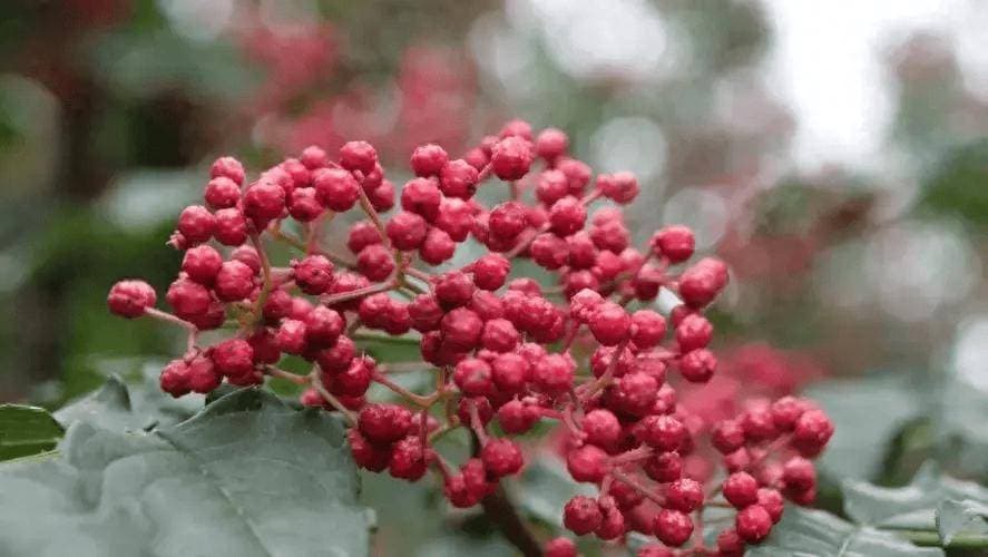 上了年纪要远离花椒？医生告诫：不想抬进医院，这几物轻易别下嘴