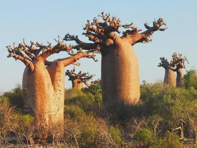 猴面包树寿命达5000年，能吃能喝又能住，为何引进中国却大变样？