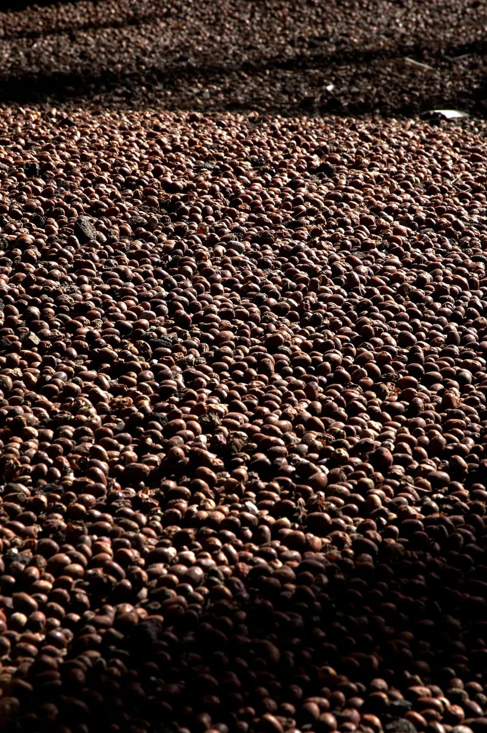 普洱茶爱好者必学：碎银子茶的完美泡法