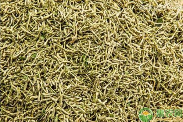 金银花种植方法和管理技术
