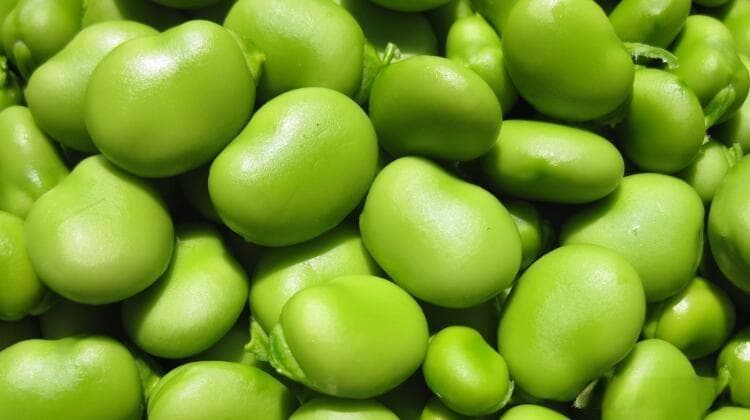 立夏豆趣：蒜香虾仁拌蚕豆