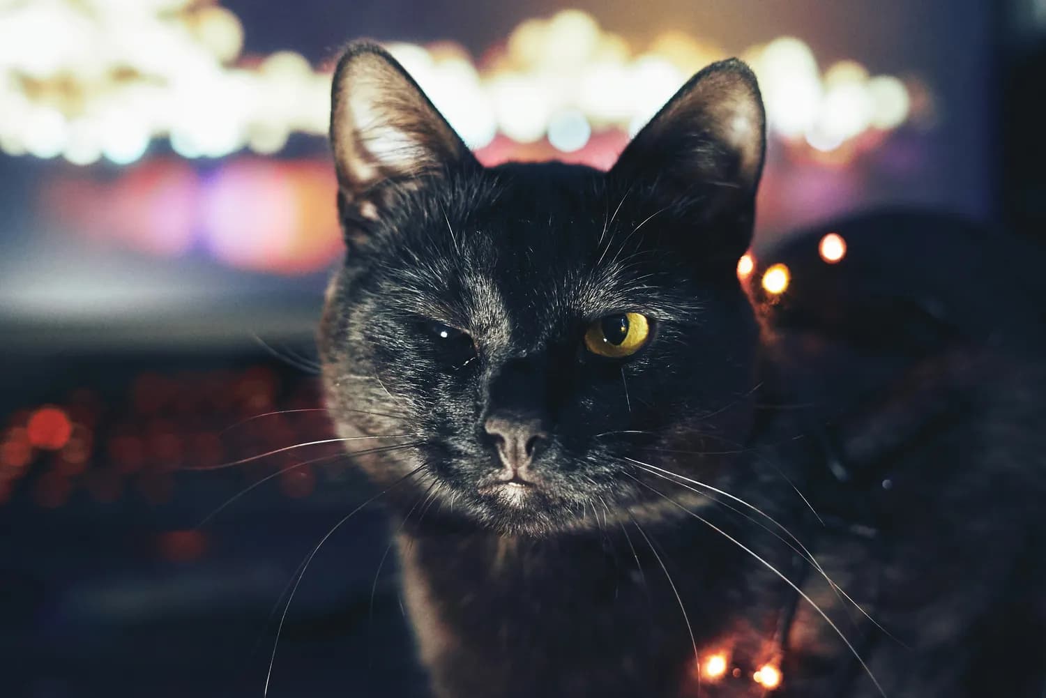 《黑猫探险》陪你度过元旦假期