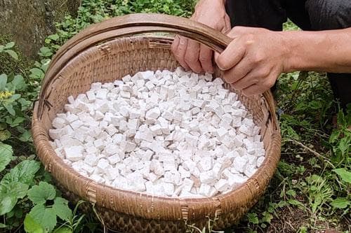 野生茯苓生长在什么地方-茯苓生长环境要求