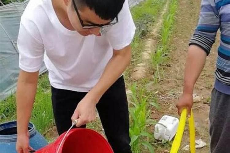 揭秘复合肥使用误区：不盖土真的可行吗？