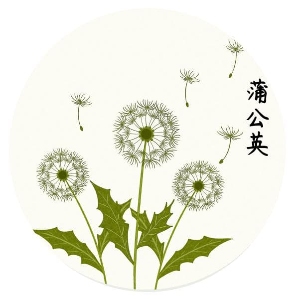 蒲公英真的是“肺癌克星”吗？蒲公英代茶饮真的可以预防肿瘤吗？