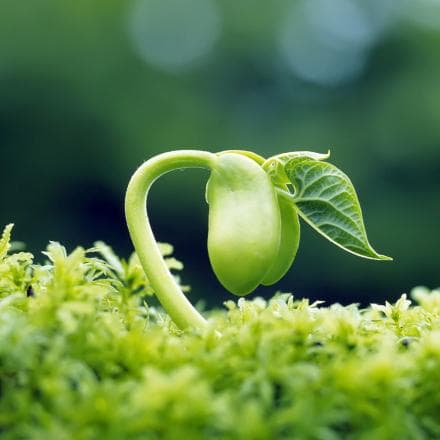芽：植物生长的奥秘