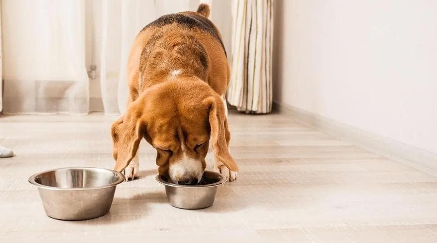 小心把狗狗喂成玻璃胃！盘点新手养狗易犯的4大喂食误区