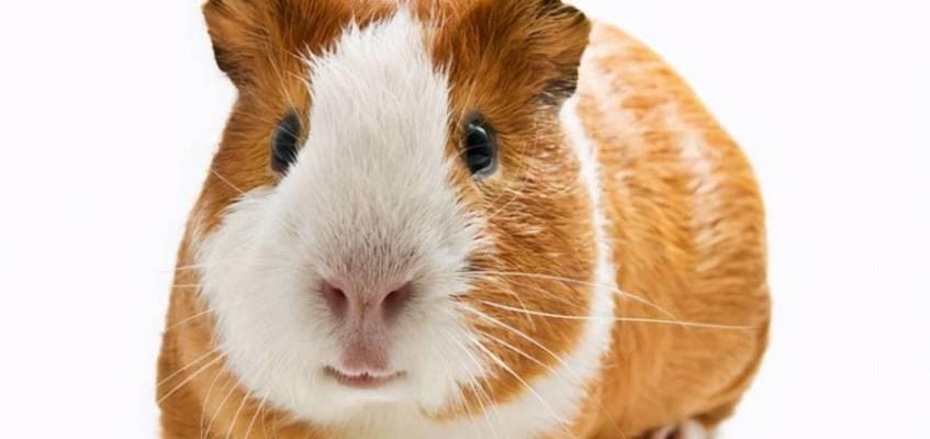 荷兰猪冬季饲养的关键食物及喂养技巧