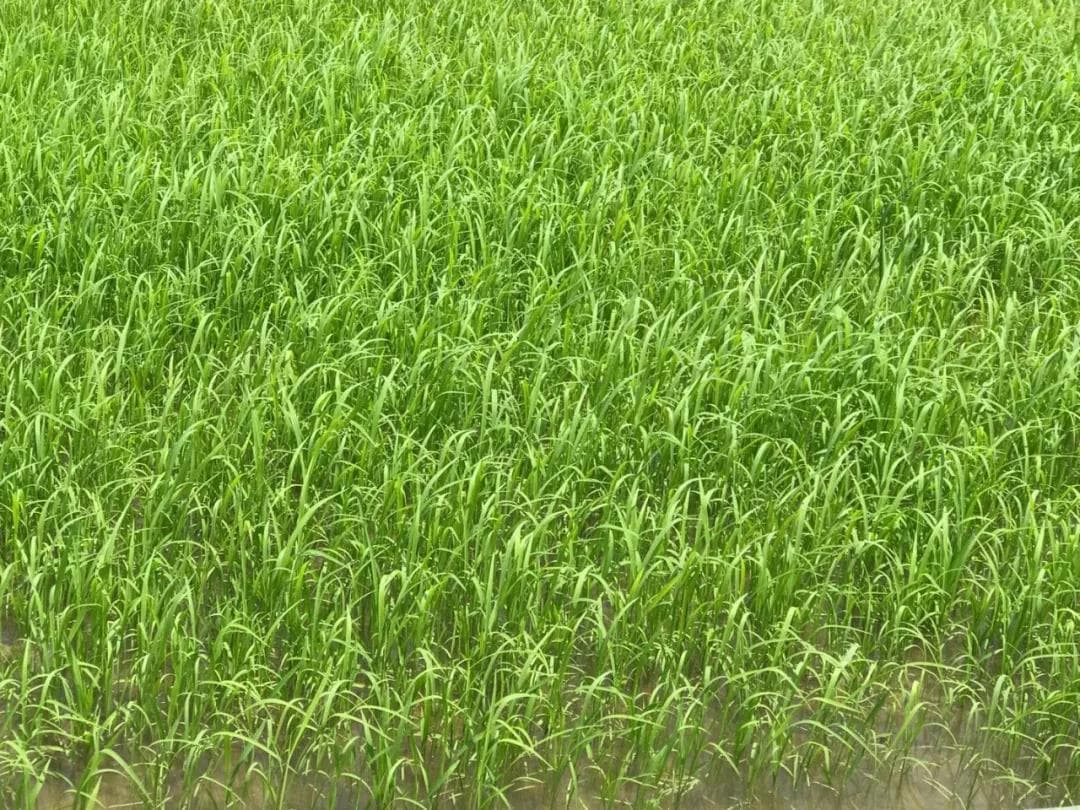 10分钟精通除草剂作用机制及分类