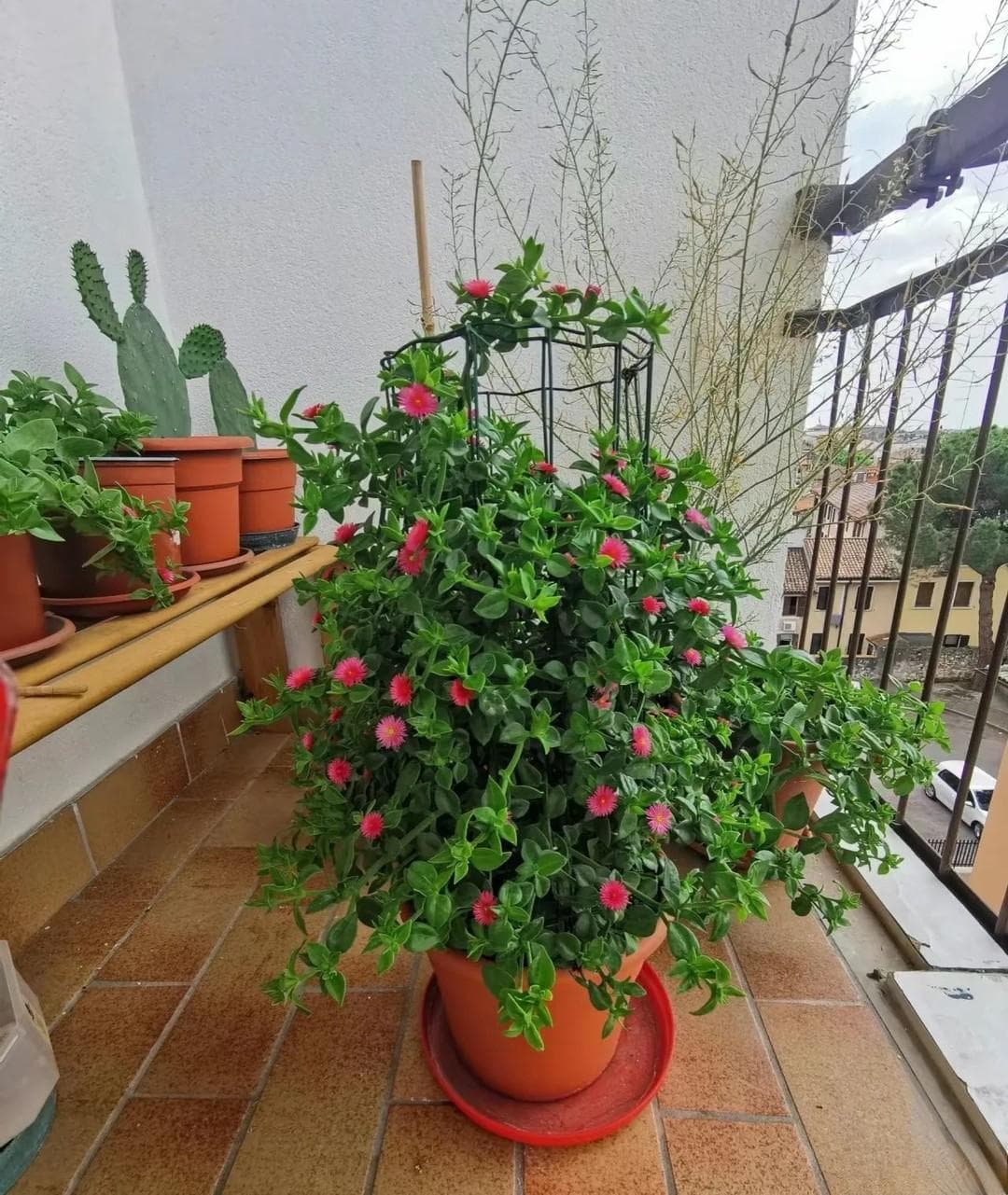 “旱不死”的10种花，夏天越旱越茂盛，越旱越爱开花