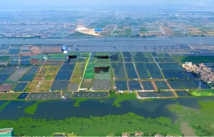 实现海鲈鱼养殖效益最大化的八大关键技术要点！