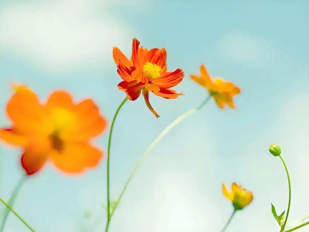 一个人最大的成熟：允许父母不那么爱自己