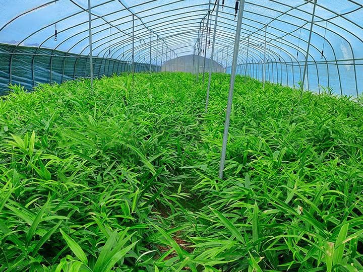 黄精种植中，催肥需要用到的肥料种类有哪些？配比是多少？