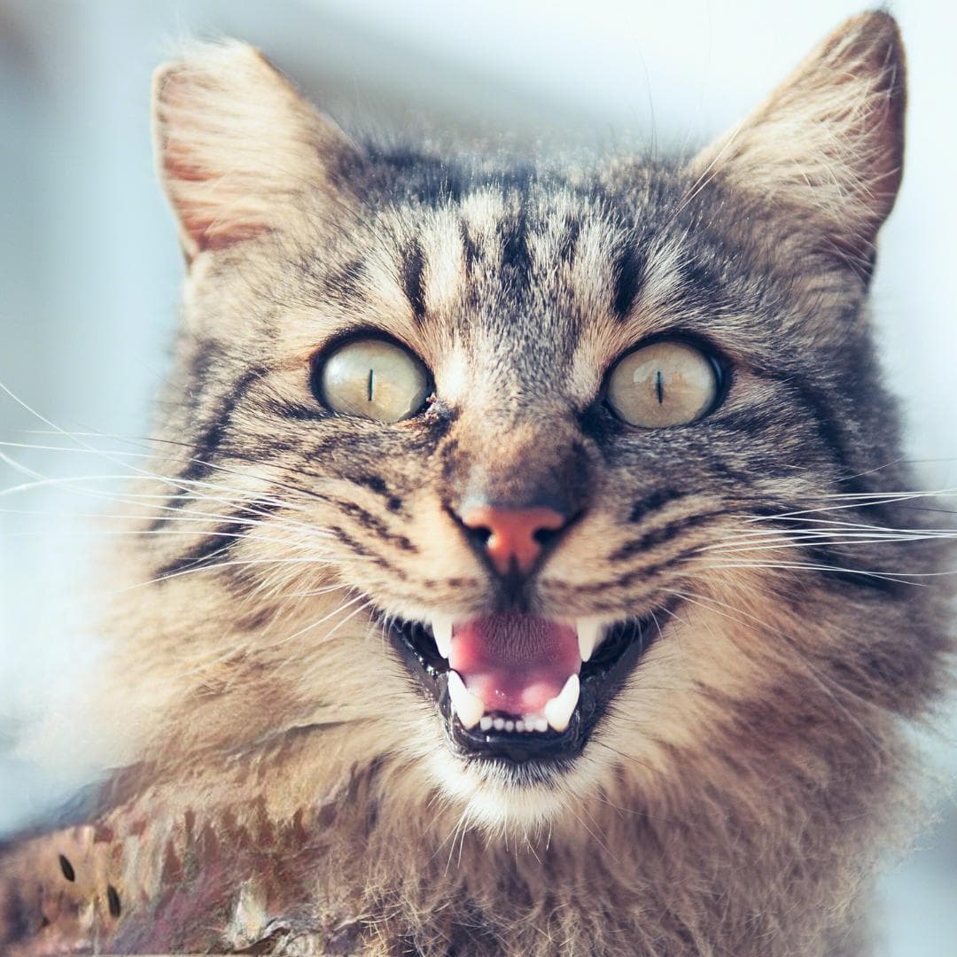 猫咪的「牙」事大揭秘，预防牙齿问题的小妙招！