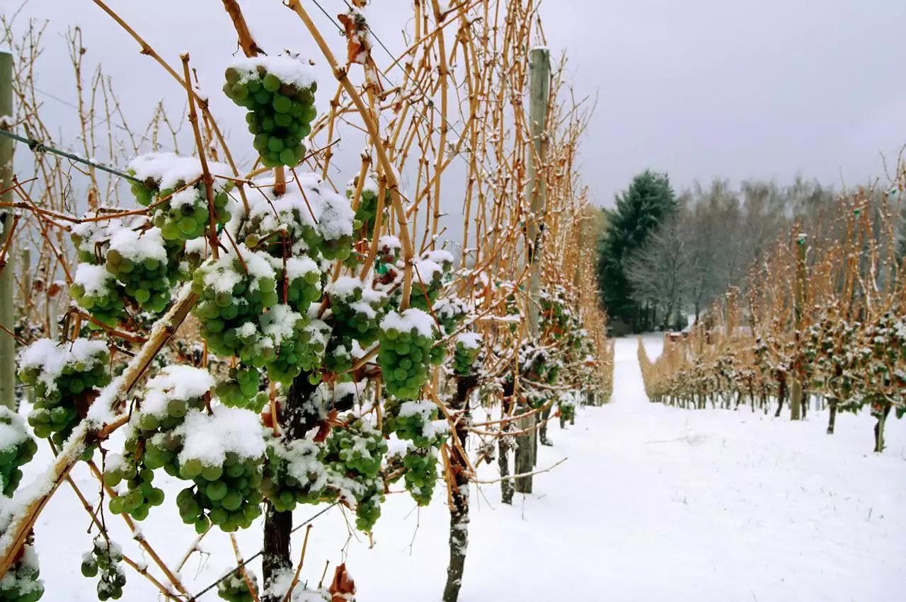 什么是冰酒（Ice Wine）？