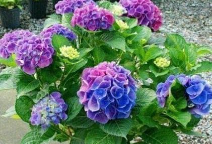 绣球花的喜阳与喜阴（探究绣球花的生长习惯与光照需求）