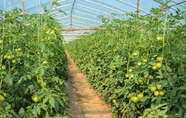 西红柿种植出现根腐病、茎基腐病如何防治？番茄茎基腐病防治技术！