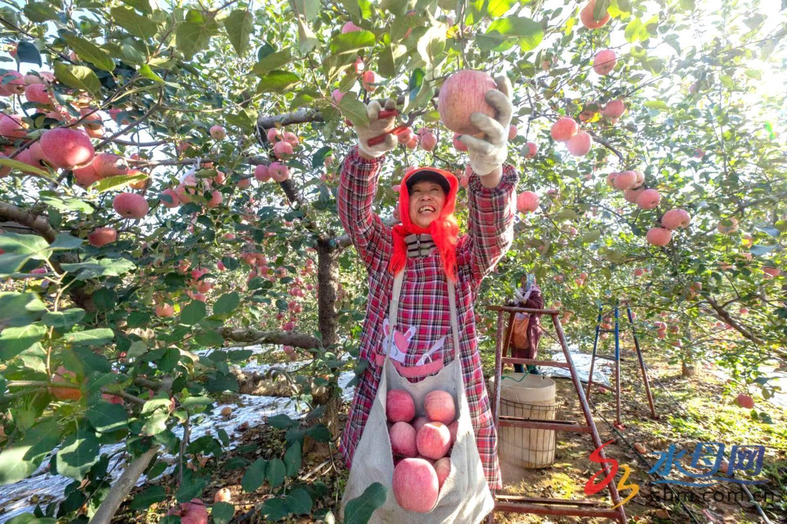 烟台苹果：从西洋引进到中国果业第一品牌