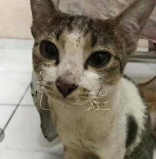 猫咪的牙齿生长和更换周期（宠物猫牙齿发育规律及断牙后的处理方法）