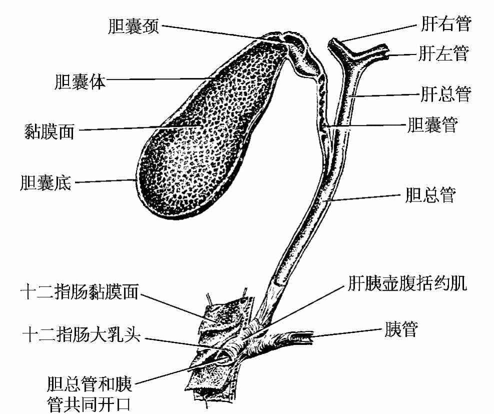 健康科普：胆囊的胚胎发育、解剖结构与生理功能