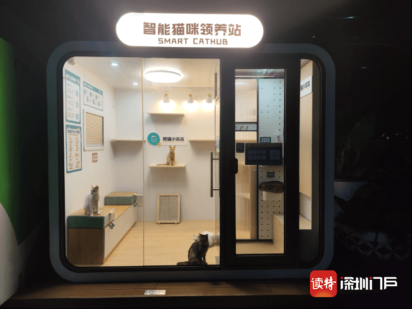 首个AI+猫咪领养站现身！城市流浪动物管理"新招式"，这次能走多远？