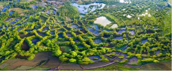 守护大美湿地 共筑绿色未来——广西壮族自治区林业局推动湿地保护工作取得明显成效
