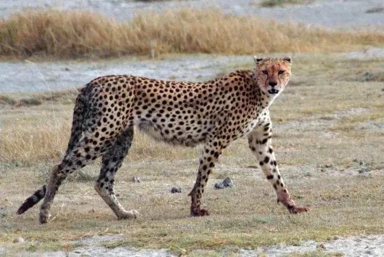 花豹与猎豹谁厉害？从速度、力量到生存环境的全方位对比