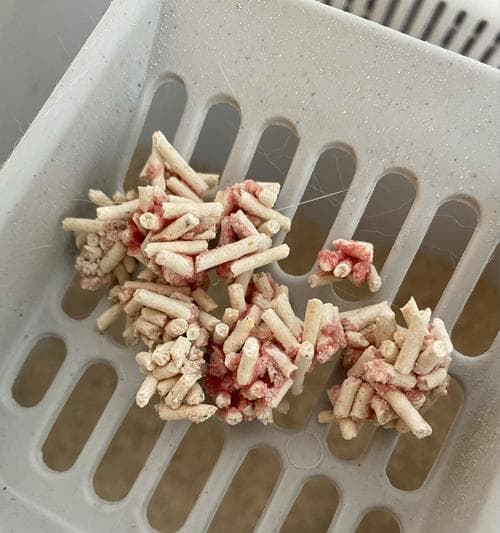 母猫如何教小猫使用猫砂（宠物母猫的教育技巧与经验分享）