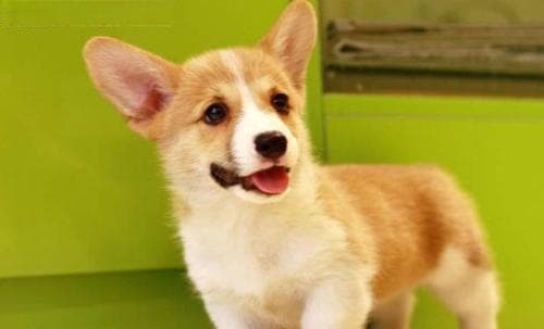 最常见的6种宠物犬的最新价格标准（了解市场行情，您的狗狗能卖多少钱？）