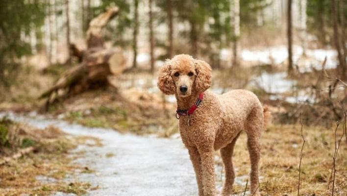 冬天养泰迪犬的误区与正确护理方法