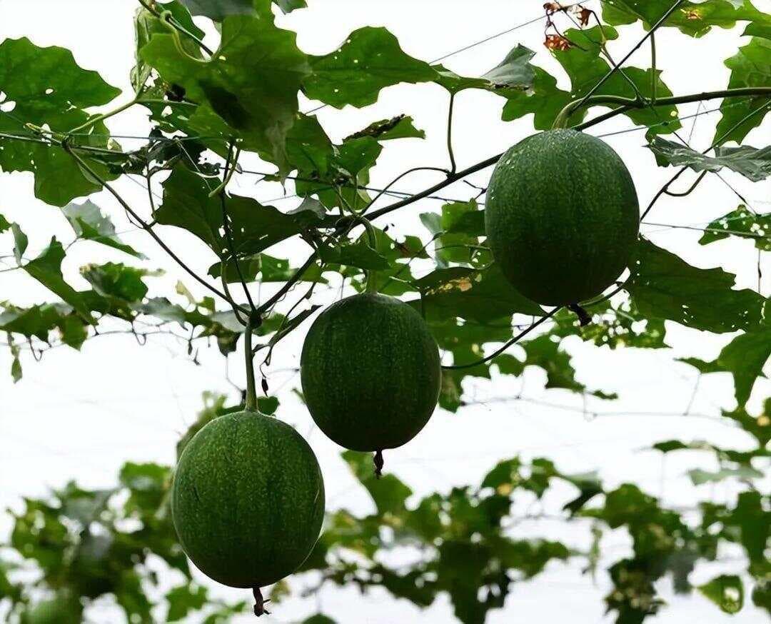 瓜蒌：药食两用，可观可赏，亩收益5000元以上
