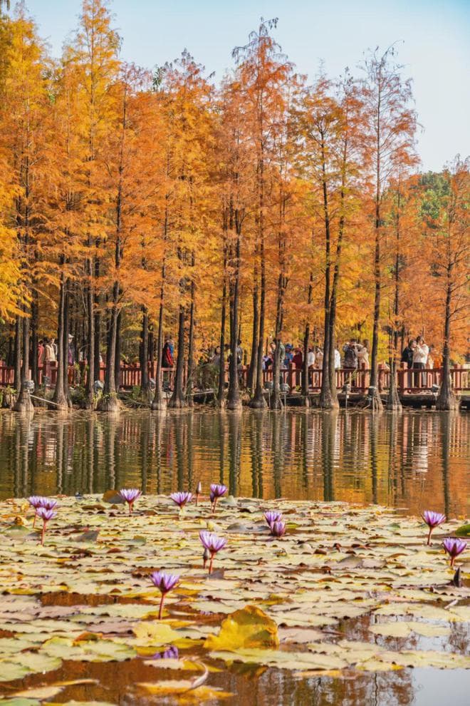 广州这些地方落羽杉“红”啦，一年一度的冬日限定美景