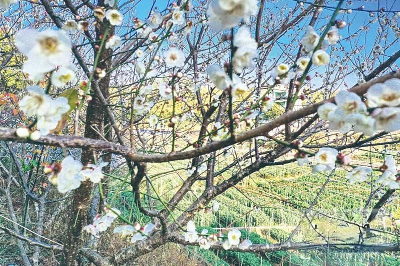 梧州市及周边地区赏花摘果攻略