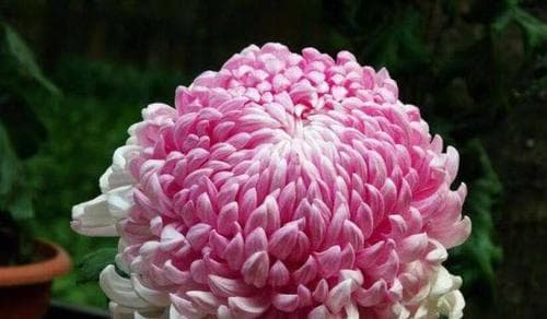 菊花的特点与象征意义（菊花的美丽与多样性）
