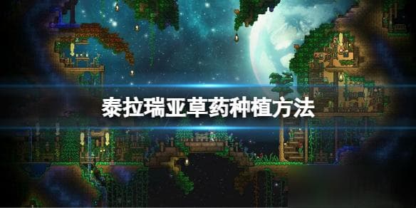 《泰拉瑞亚》怎么种草药？草药种植方法